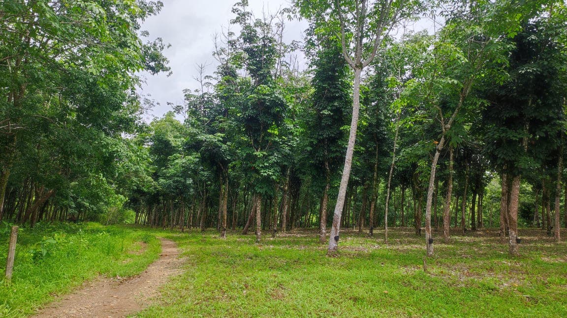 FINCA en Gestion - TARAZÁ, ANTIOQUIA - 17