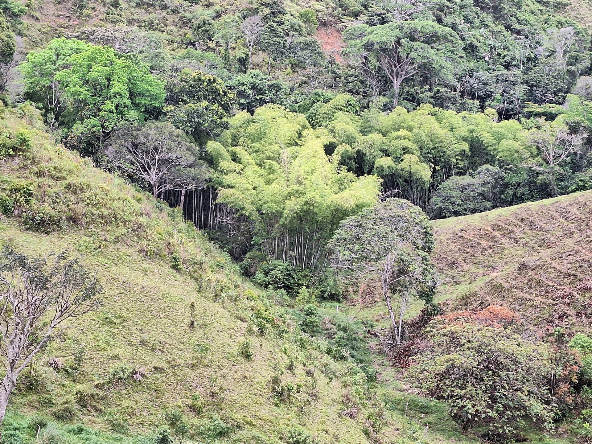 FINCA en Gestion - LÉRIDA, TOLIMA - 4