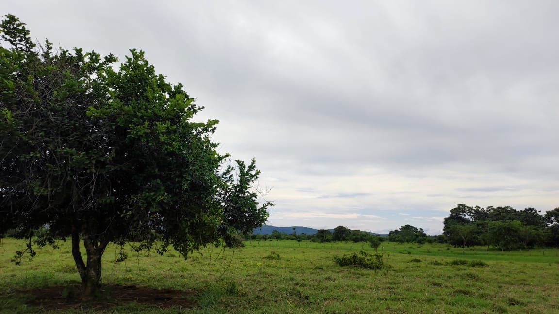 FINCA en Gestion - TARAZÁ, ANTIOQUIA - 7