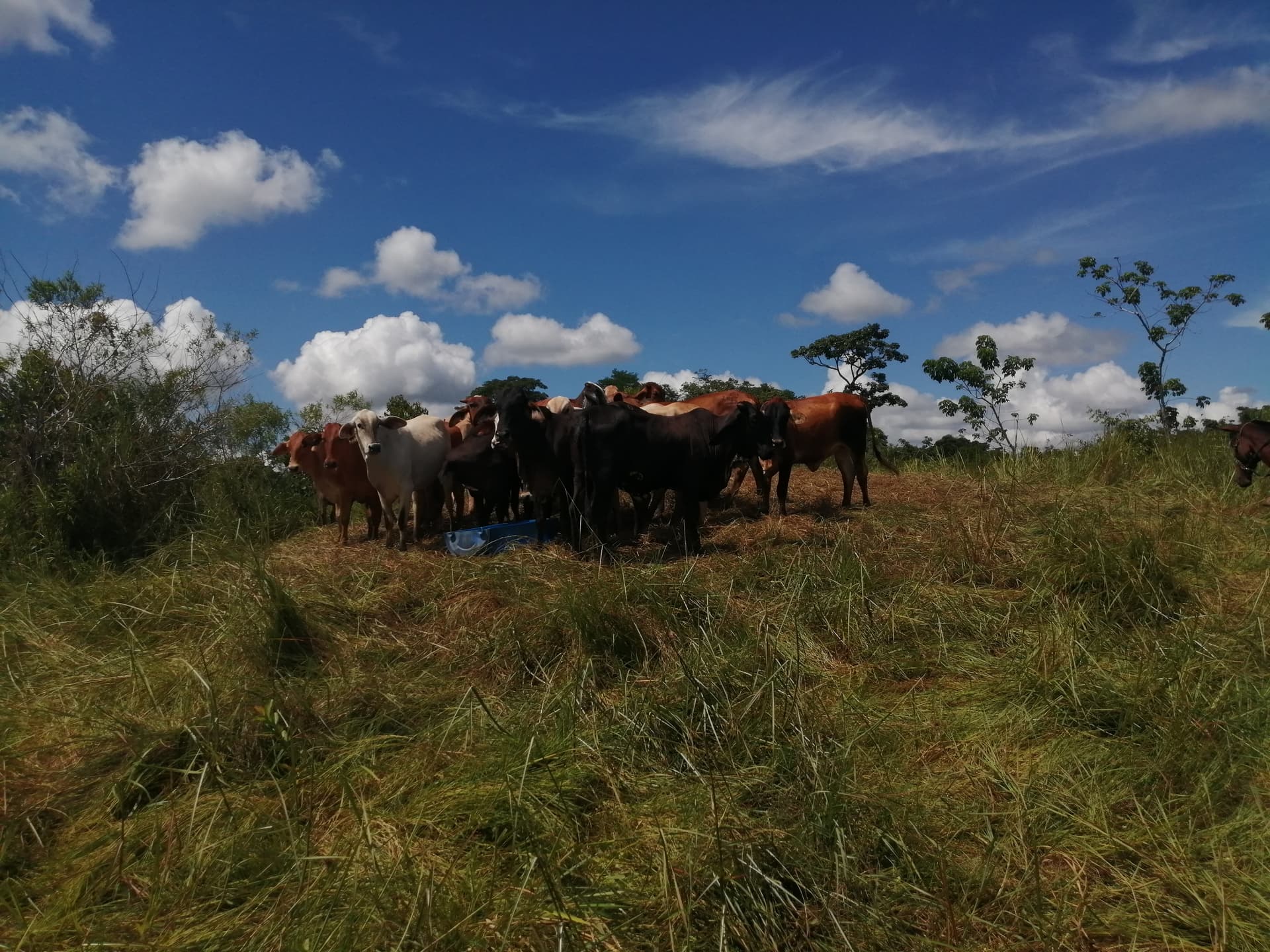Finca en Venta - Taraza, Antioquia - 9