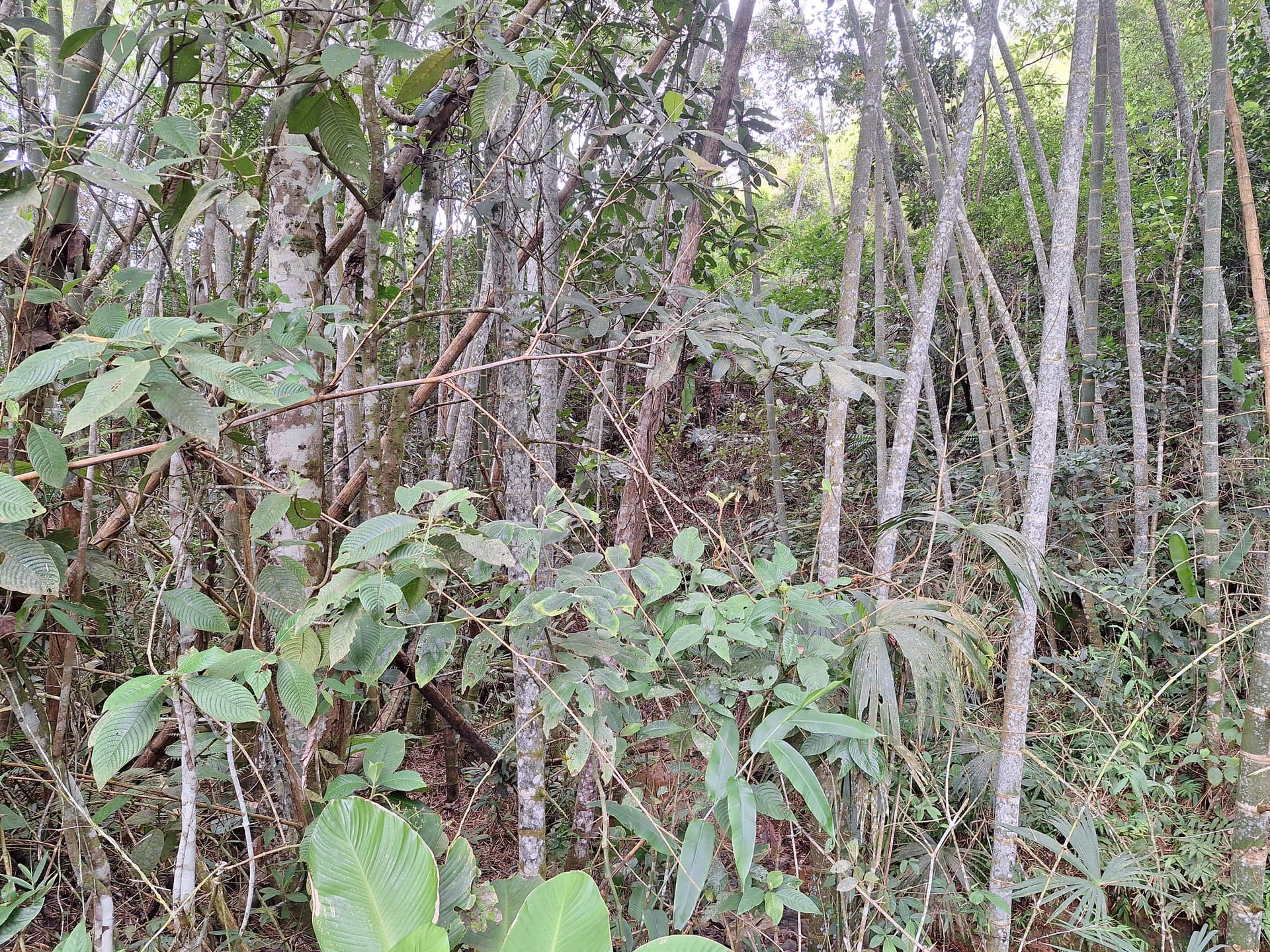 FINCA en Gestion - LÉRIDA, TOLIMA - 6