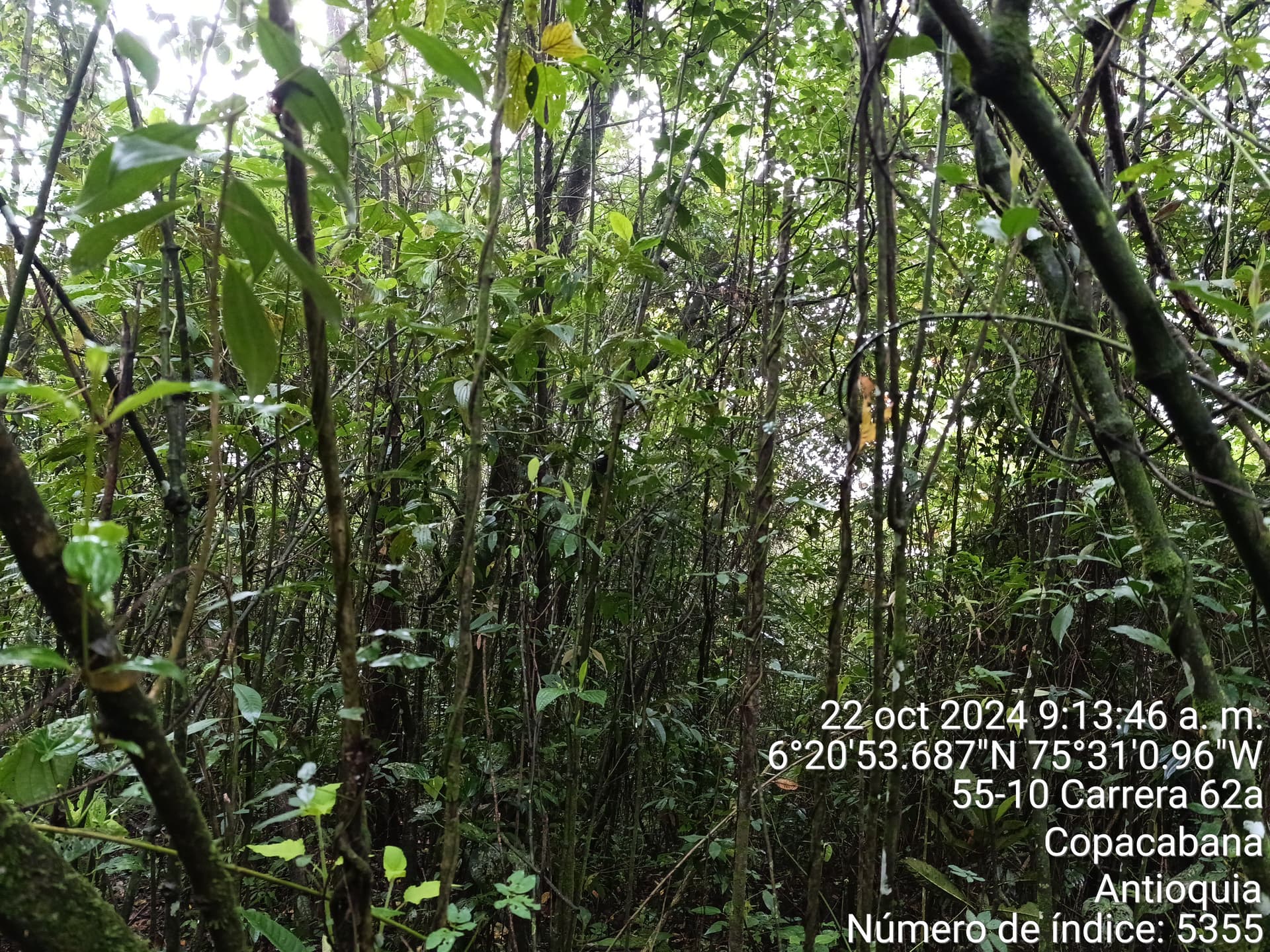 LOTE en Gestion - COPACABANA, ANTIOQUIA - 4