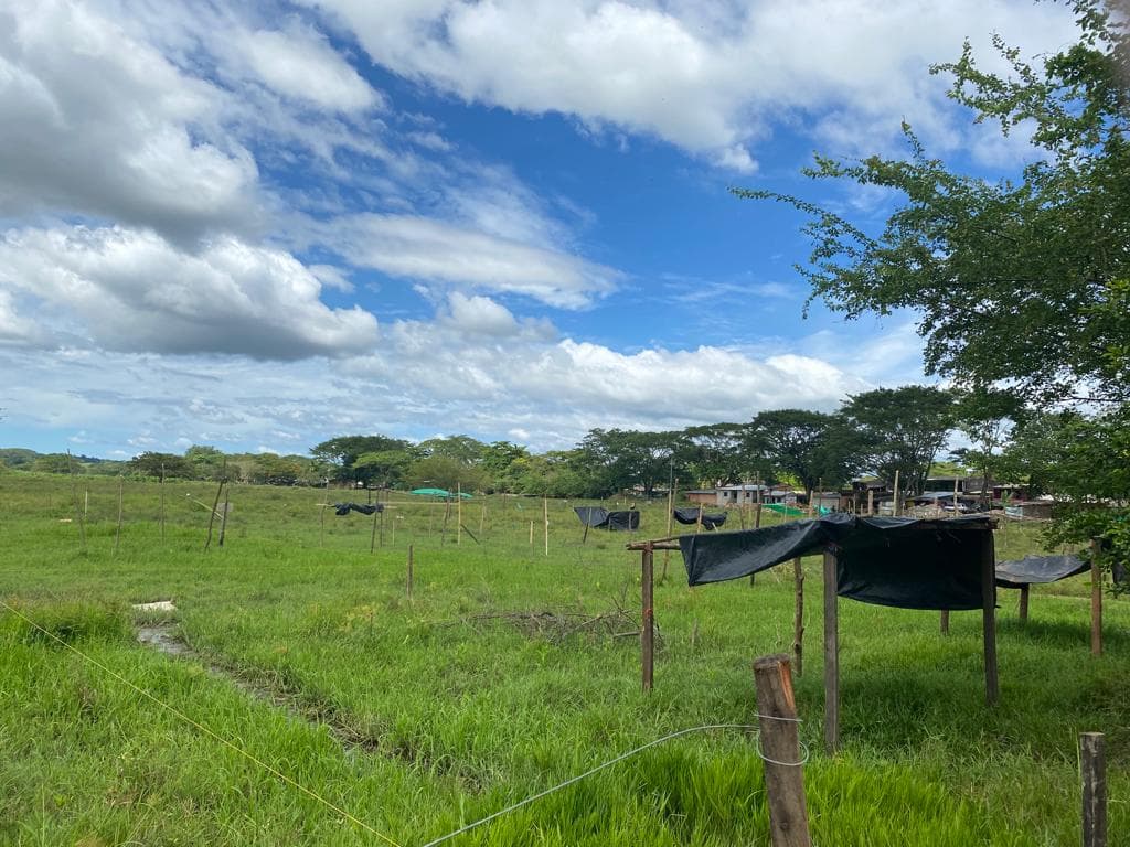 FINCA en Gestion - TARAZÁ, ANTIOQUIA - 2