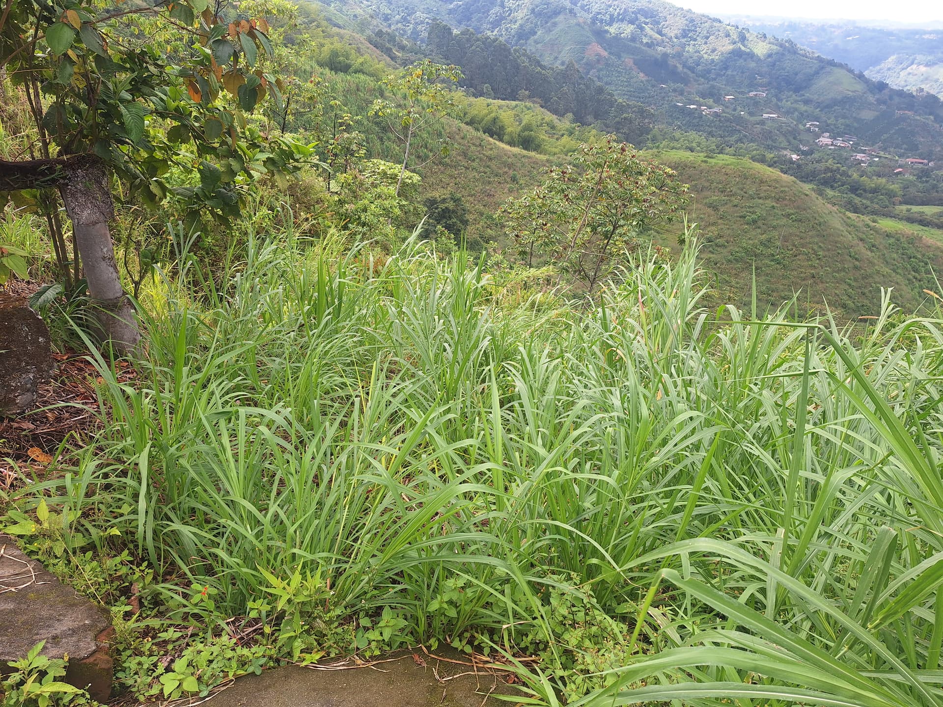 FINCA en Gestion - PEREIRA, RISARALDA - 1